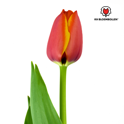 Tulpenzwiebeln Dafeng – 20er-Pack | Gefranste Tulpe Orange-Rot