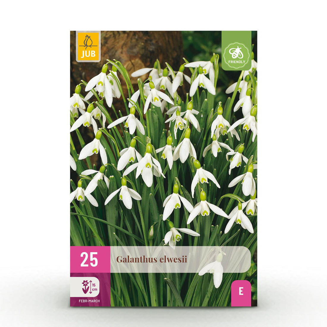 Blumenzwiebeln Galanthus Elwesii | 25 Stück Weiß – Zwiebelgröße 5/6 – XXL Pack