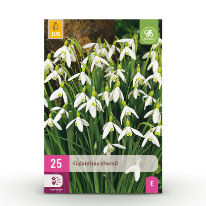 Blumenzwiebeln Galanthus Elwesii | 25 Stück Weiß – Zwiebelgröße 5/6 – XXL Pack