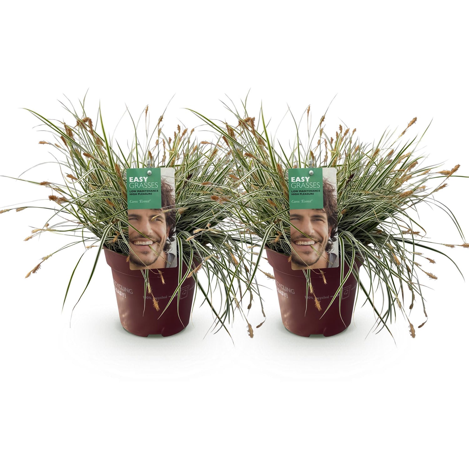 Carex &
