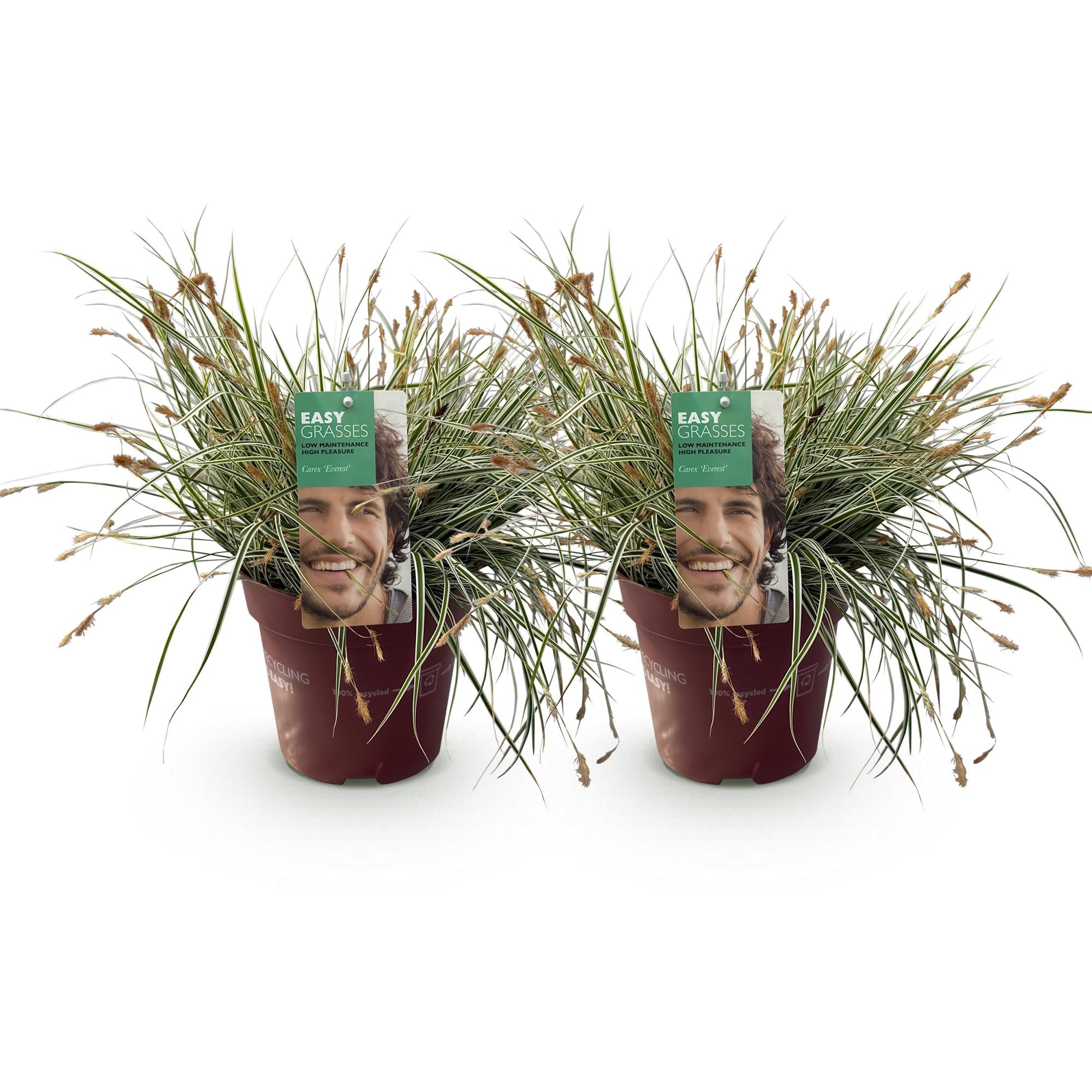 Carex &