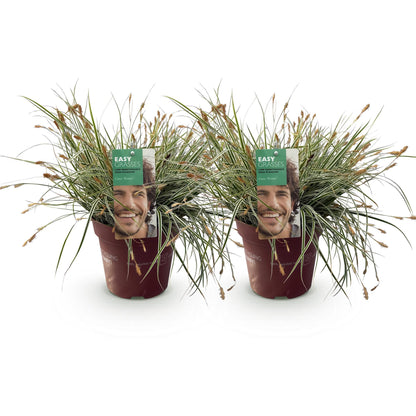 Carex &