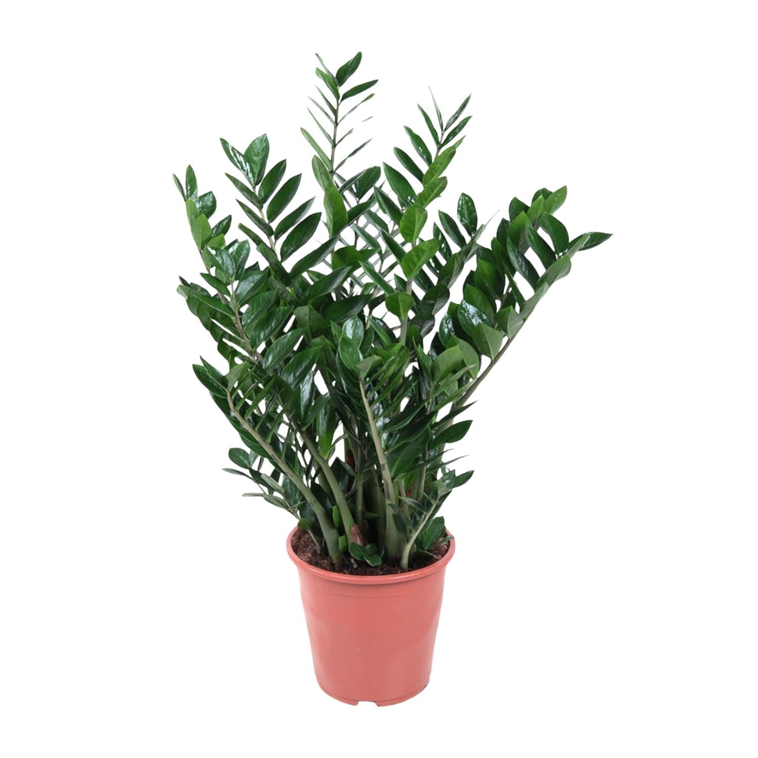 Zamioculcas zamiifolia | Glücksfeder – Pflegeleichte Immergrün-Zimmerpflanze