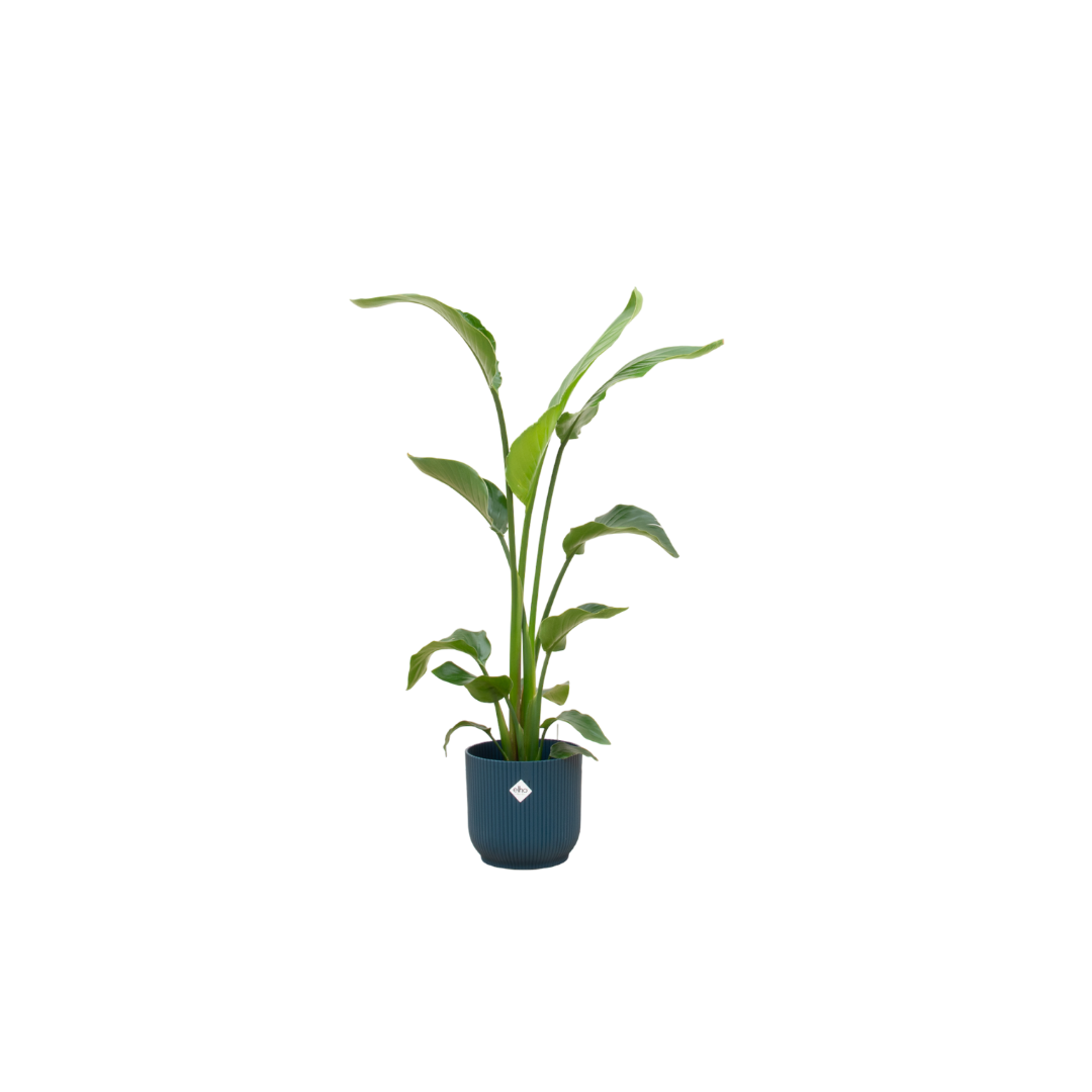 Strelitzia Nicolai 120cm mit Topf – Weißer Paradiesvogel für Ihr Zuhause
