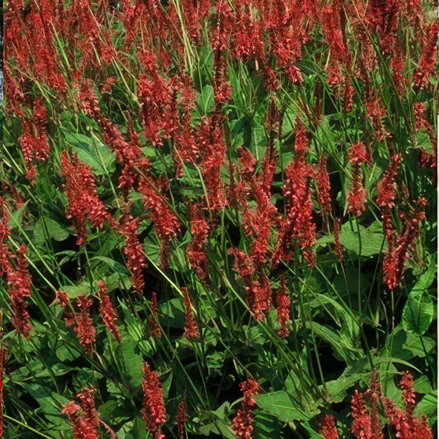 Persicaria amplexicaulis – 24 Pflanzen Ø 9 cm ↕ 10–25 cm – Kerzenknöterich | Blütenstarke Staude für Sonne &amp; Halbschatten
