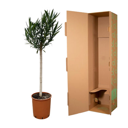 Oleander Hochstamm – Nerium Oleander – ca. 170 cm – Ø30 cm Topf – Immergrün &amp; Mediterran