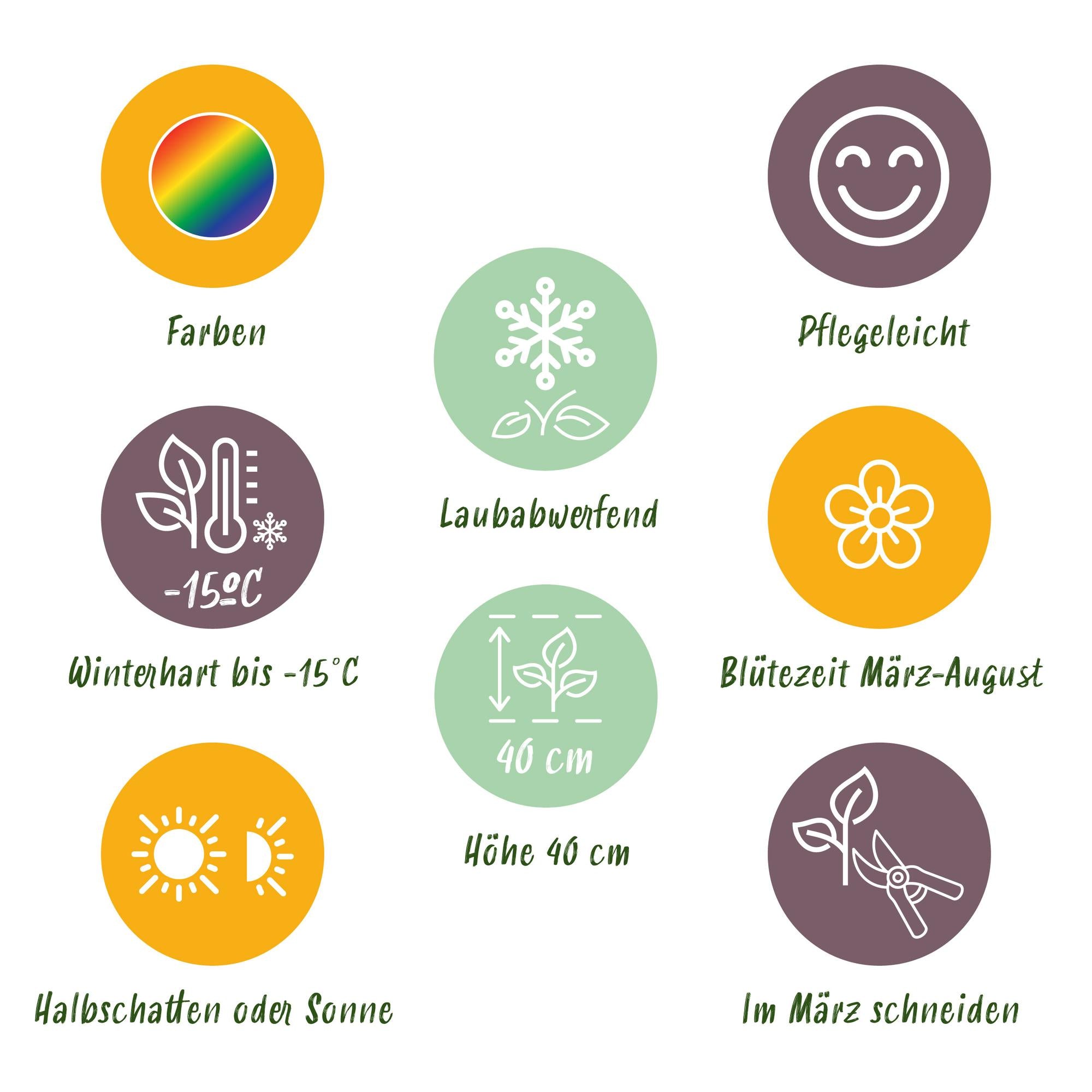 Stauden-Paket Bodendecker – 8 Stauden für 1 m² – Farbenfroh &amp; Pflegeleicht – Ø11 cm Topf