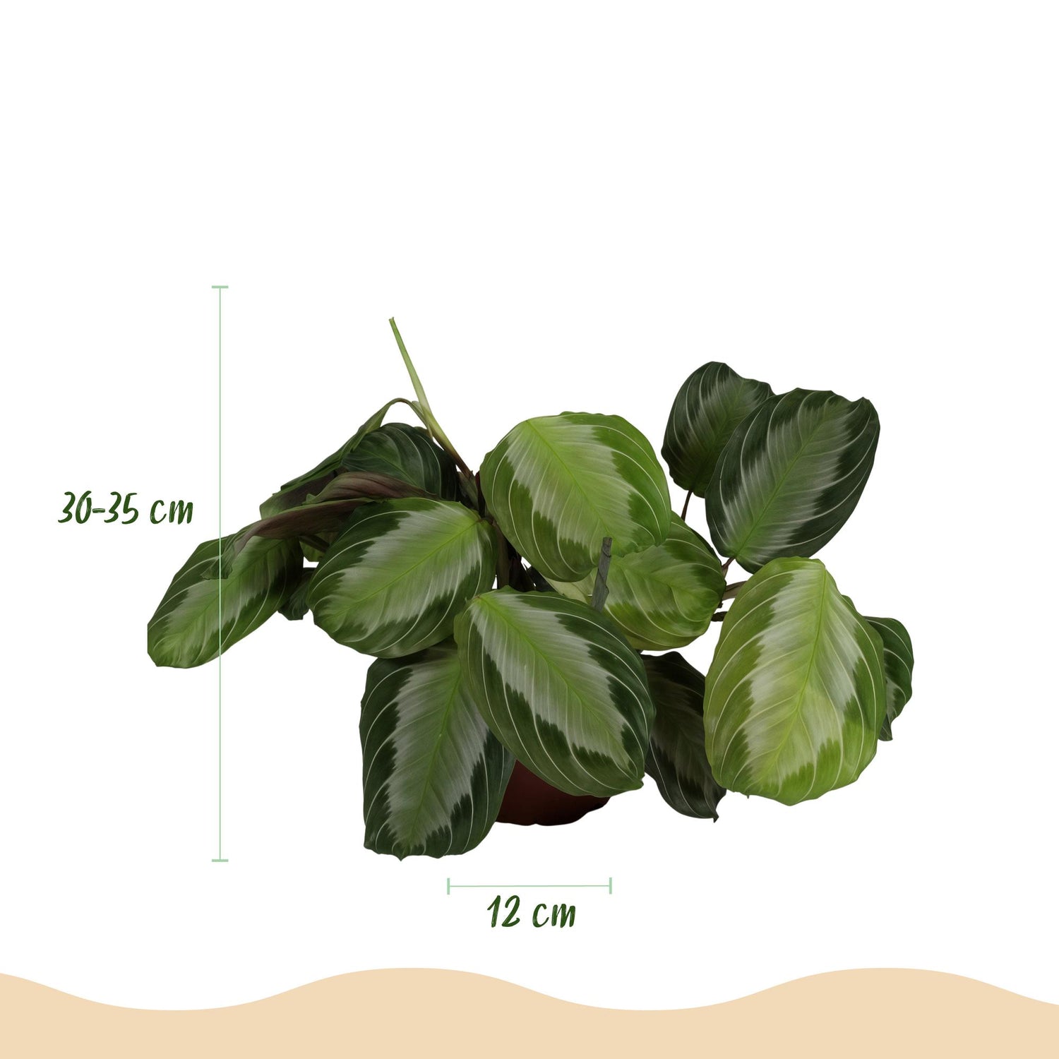 Maranta Fascinator Silverband - Gebetspflanze - 1 Pflanze - Topf 12cm - Höhe 25cm