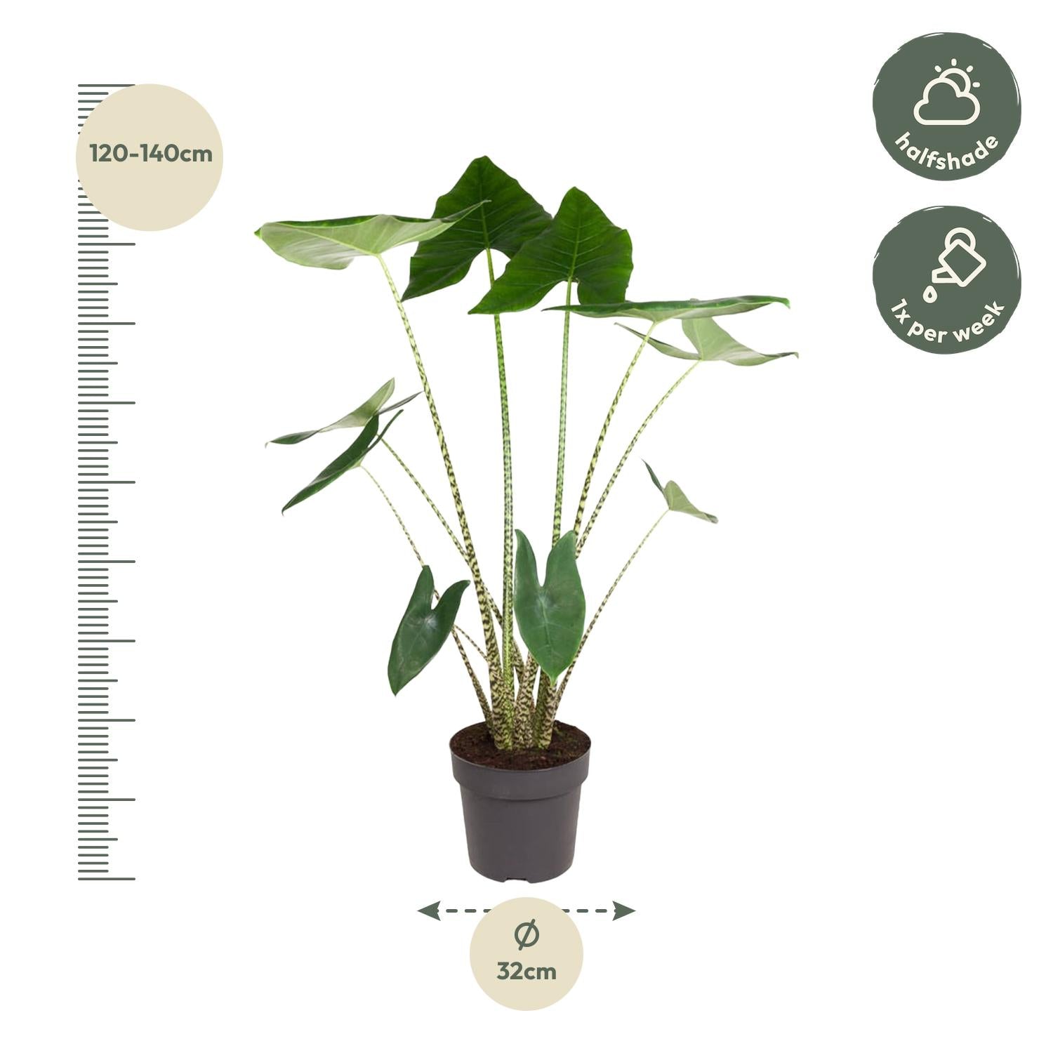 Alocasia Zebrina 130 cm – Exotische Zimmerpflanze im XL-Format