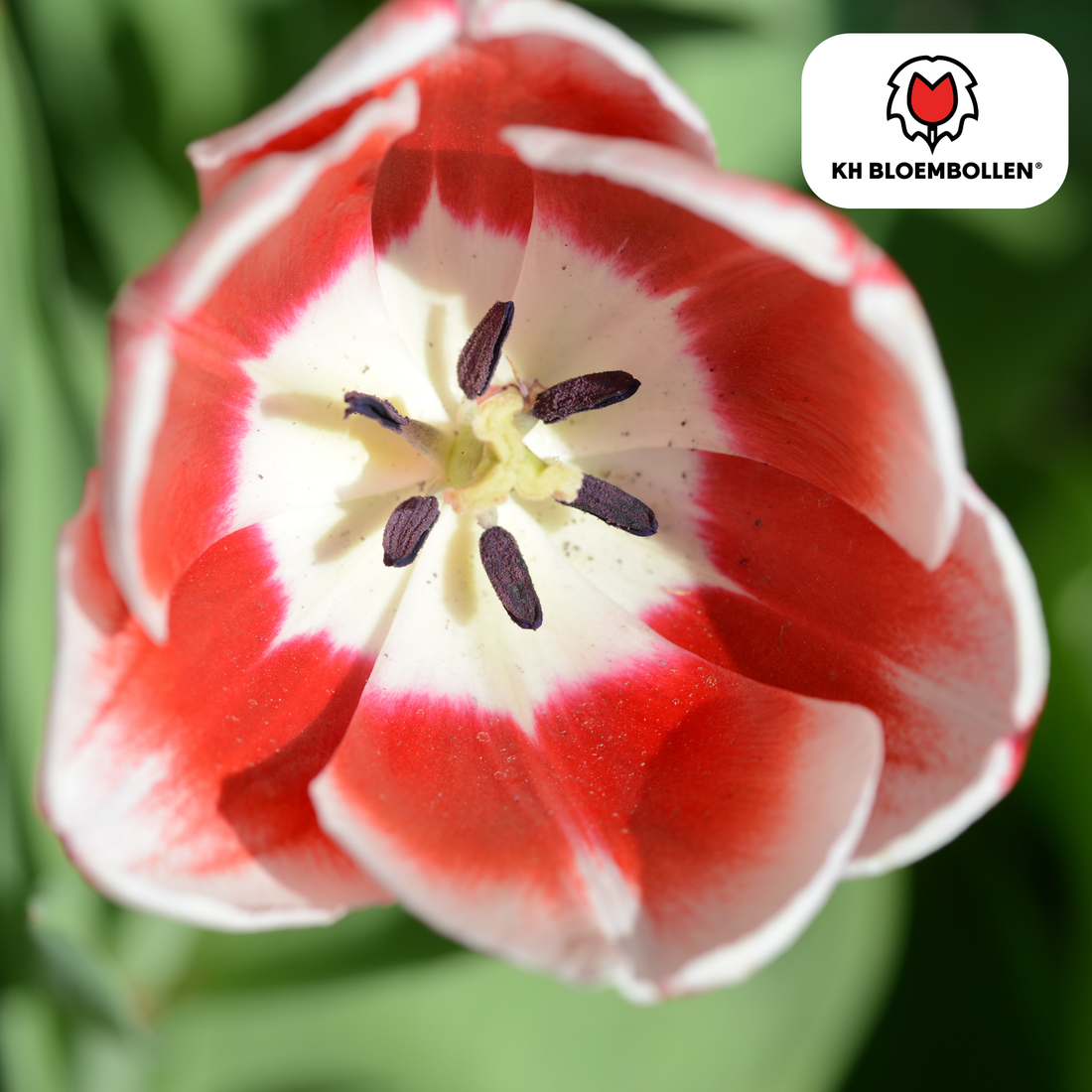 Candy Apple Delight Tulpen – 20 Zwiebeln | Rot-Weiße Frühlingspracht
