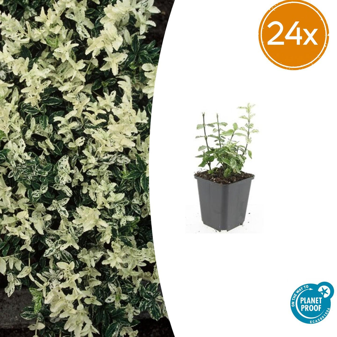 24x Euonymus fort. &