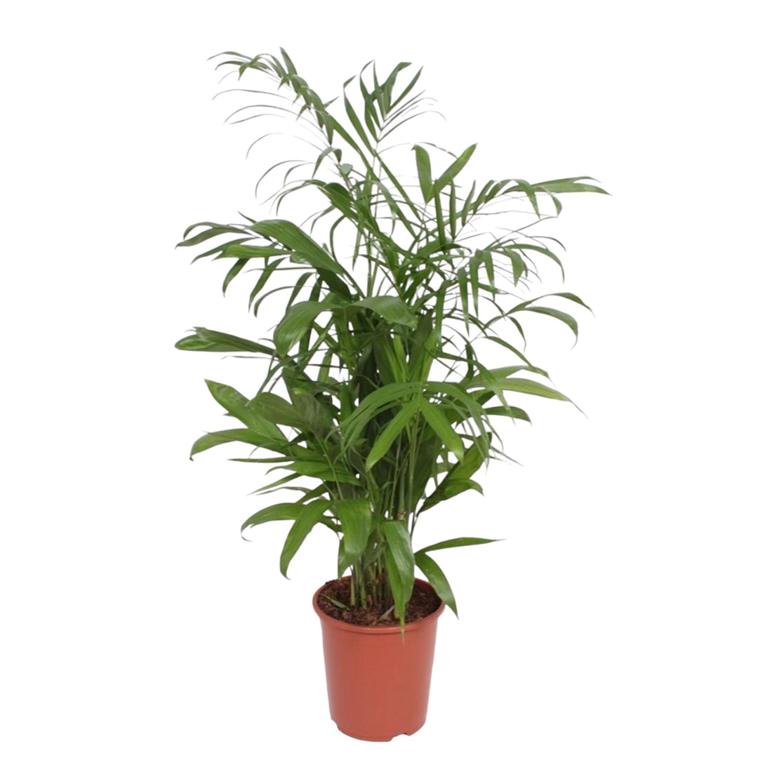 Chamaedorea Seifrizii – Elegante Bambuspalme für Innenräume