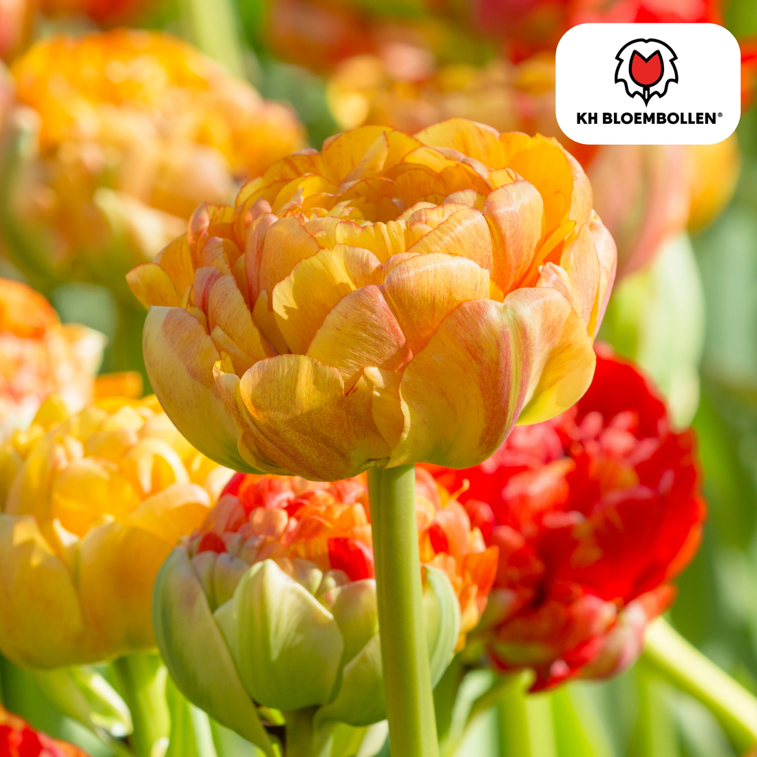 Tulpenzwiebeln Gudoshnik Double – 20er-Pack | Farbige, gefüllte Tulpen