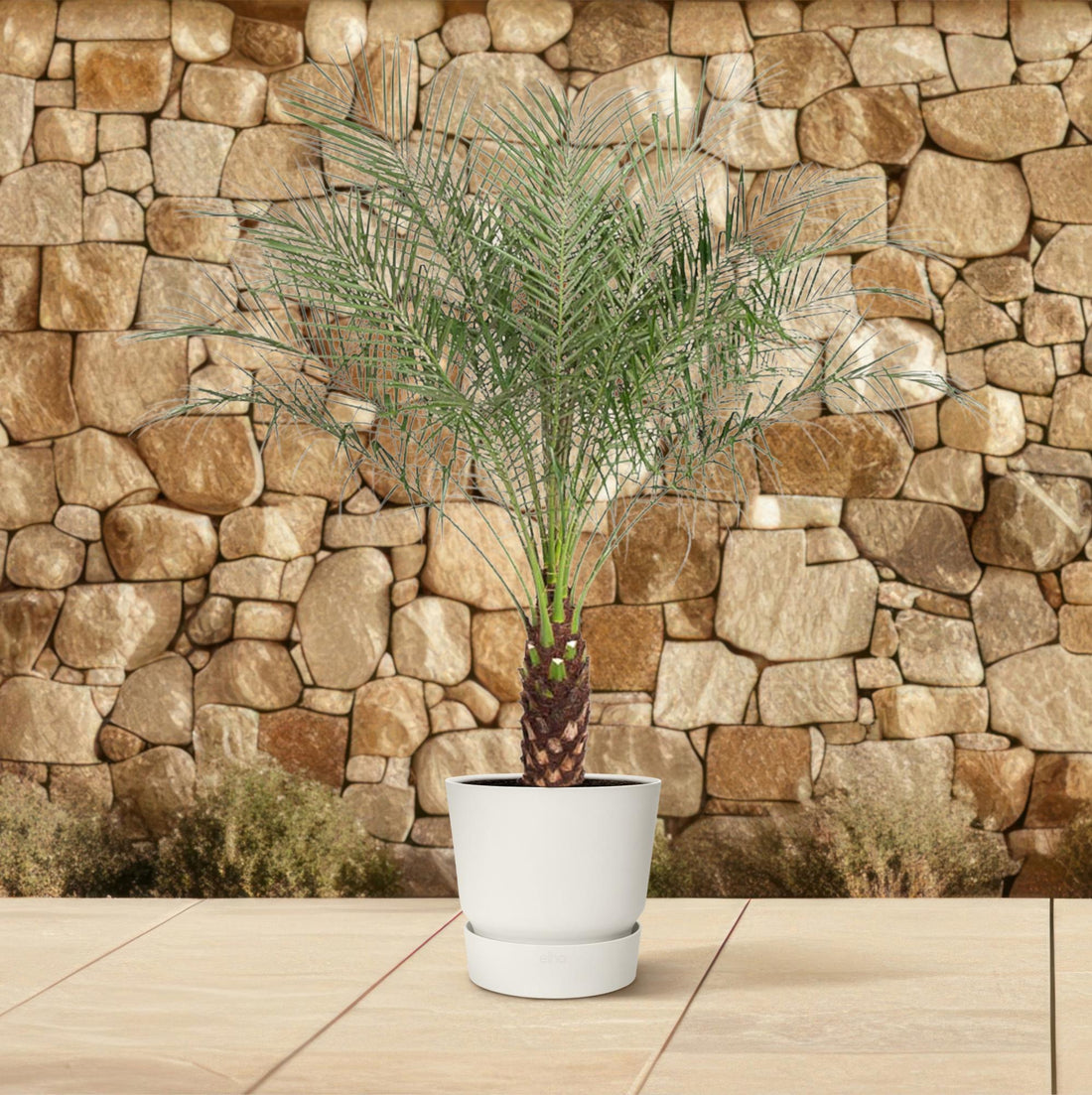 Kanarische Dattelpalme – Phoenix canariensis – Mediterrane Kübel- &amp; Gartenpflanze – Immergrün