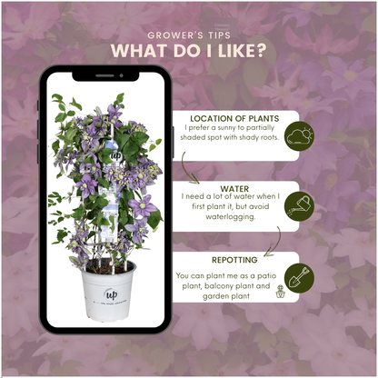 Waldrebe – Clematis &