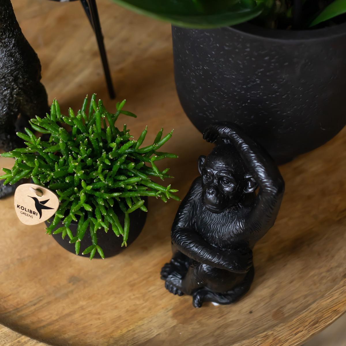 Ornament - Decoration sculpture Sitting Monkey - Black