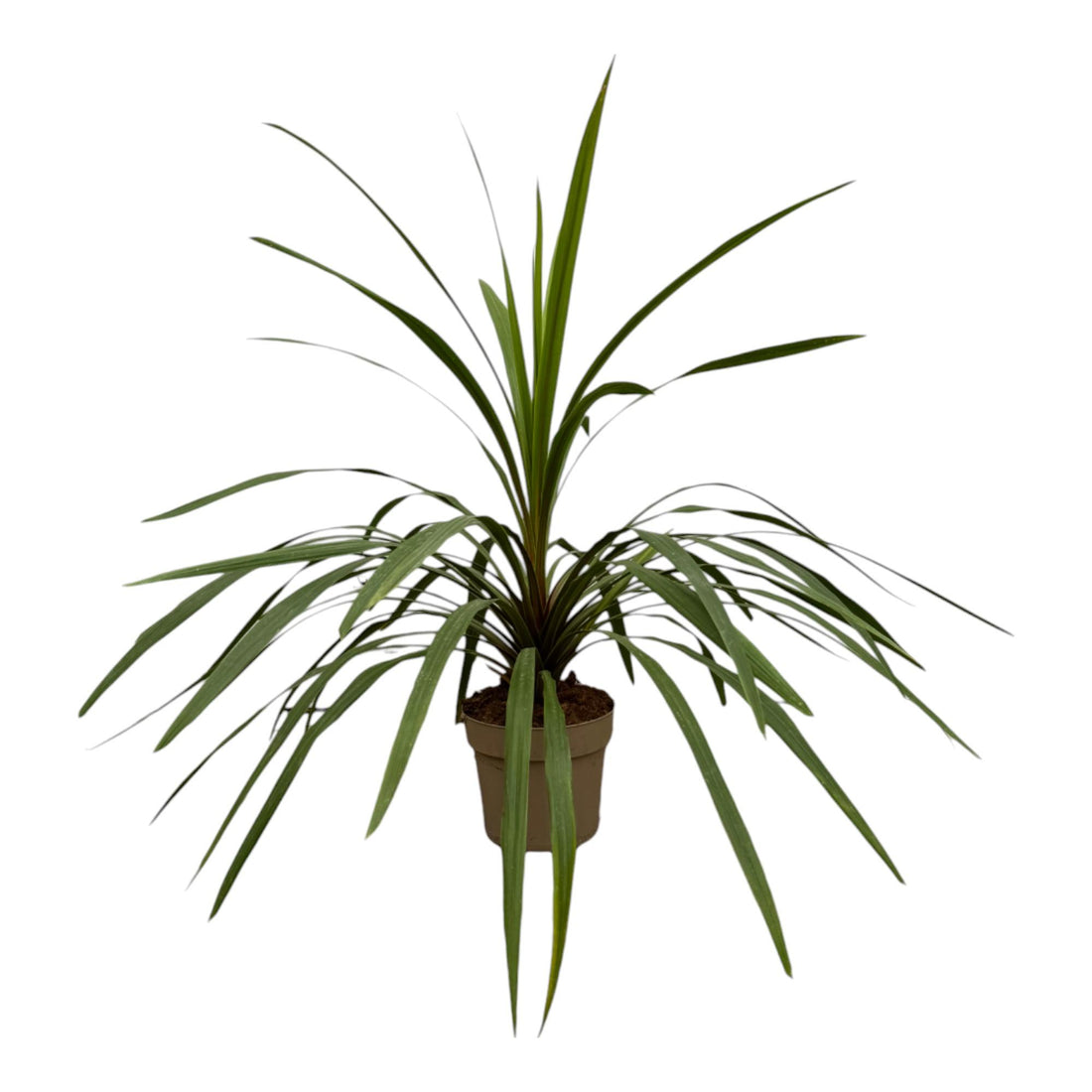 Cordyline Peko 90 cm | Exotische Zimmer- &amp; Terrassenpflanze im Ø24 cm Topf – Immergrün &amp; Pflegeleicht