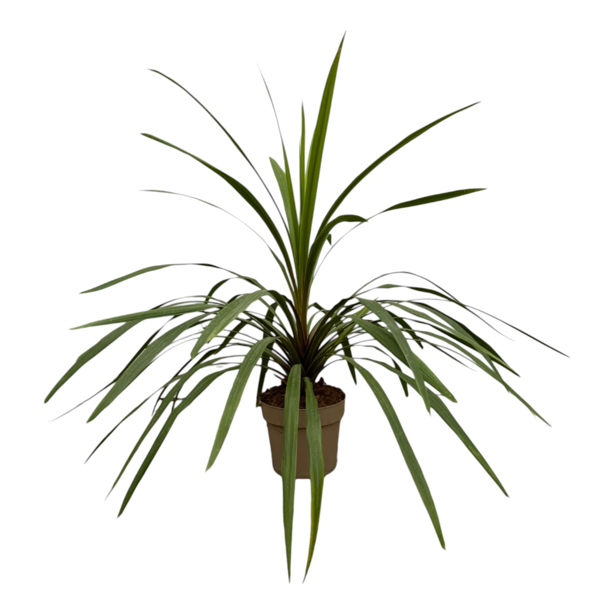 Cordyline Peko 90 cm | Exotische Zimmer- &amp; Terrassenpflanze im Ø24 cm Topf – Immergrün &amp; Pflegeleicht