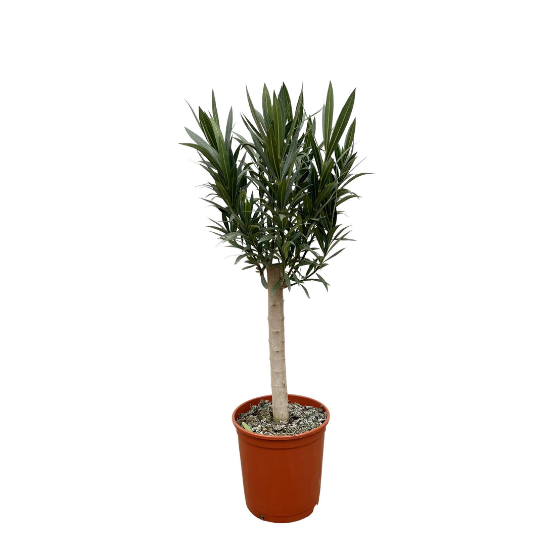 Oleander Hochstamm – Nerium Oleander – ca. 110 cm – Ø22 cm Topf – Immergrün &amp; Mediterran