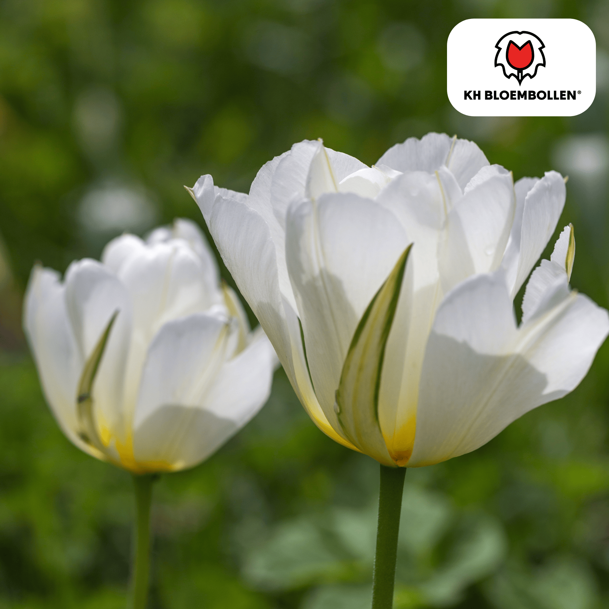 White Valley Tulpen – 20 Zwiebeln | Weiße gefüllte Blüten