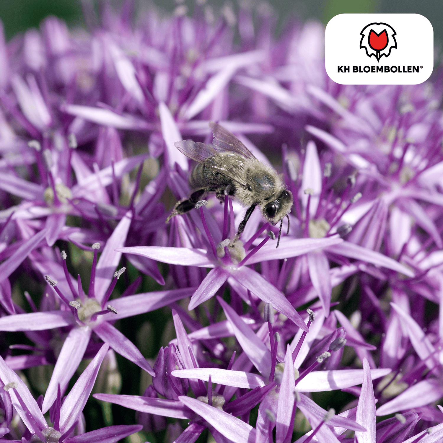 Allium Globemaster – 5 Stück | Riesiger Zierlauch in Violett
