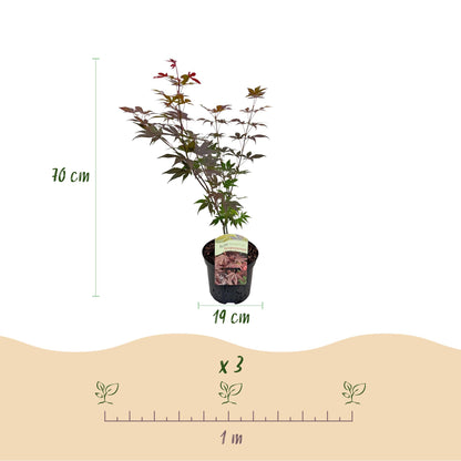 Japanischer Ahorn - Acer palmatum Atropurpureum - Lila - 2 Pflanzen - Laubabwerfend - Topf 19cm Höhe 70cm