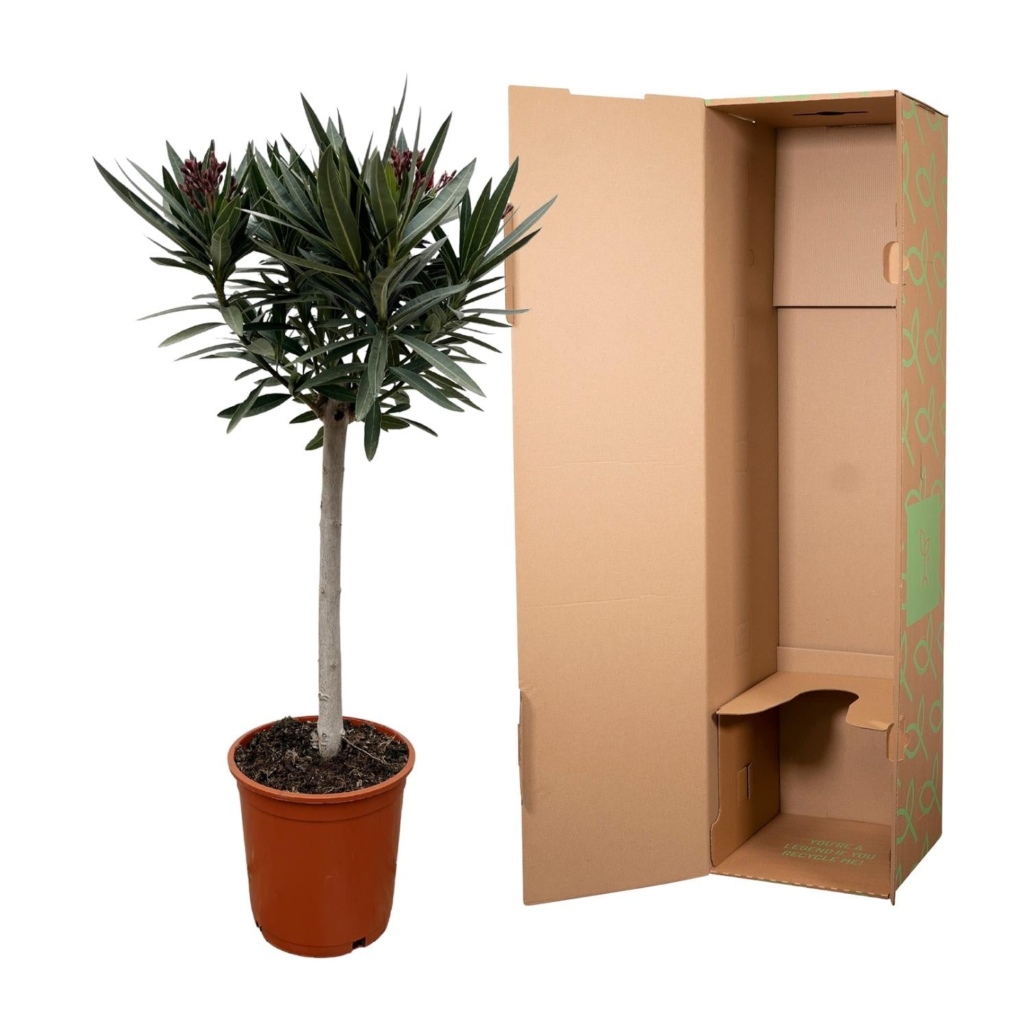 Oleander Hochstamm – Nerium Oleander – ca. 90 cm – Ø22 cm Topf – Immergrün &amp; Mediterran