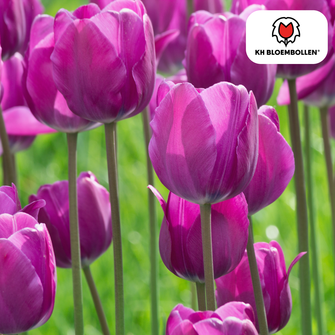 Purple Prince Tulpenzwiebeln – 20er-Pack | Tiefviolette Frühlingsblüten