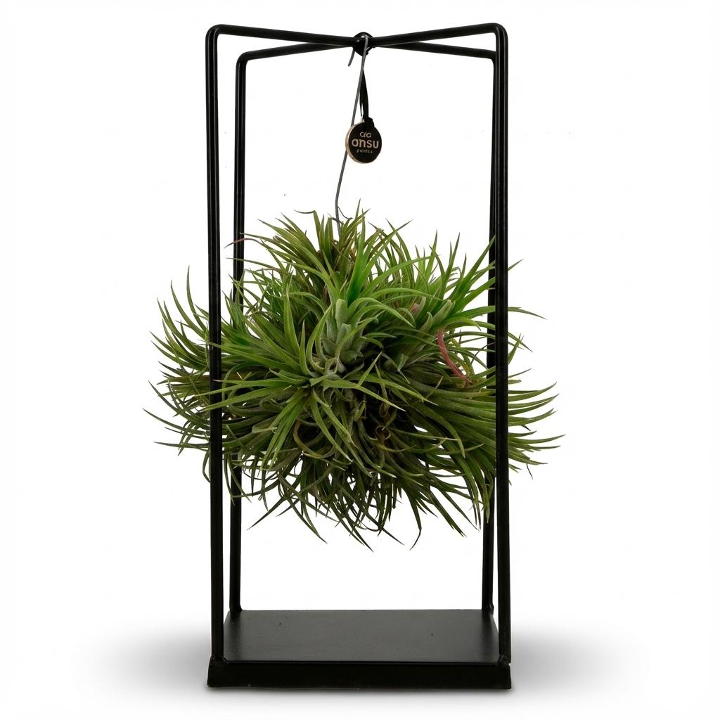 Tillandsia Luftpflanze im Dekor - Ø 14 cm - Höhe: 37 cm