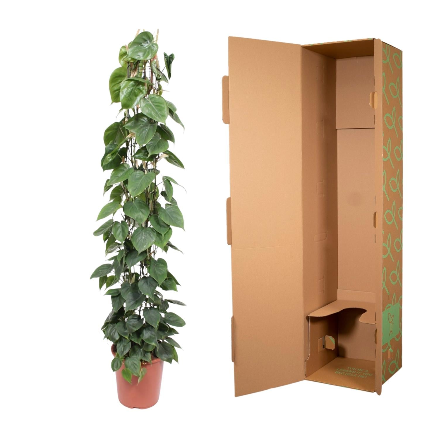 Philodendron scandens | Herzblatt-Philodendron – Pflegeleichte Kletter- &amp; Hängepflanze
