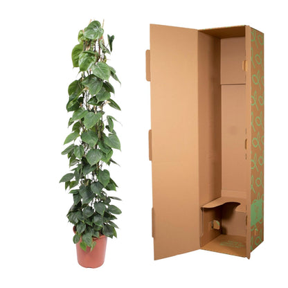Philodendron scandens | Herzblatt-Philodendron – Pflegeleichte Kletter- &amp; Hängepflanze