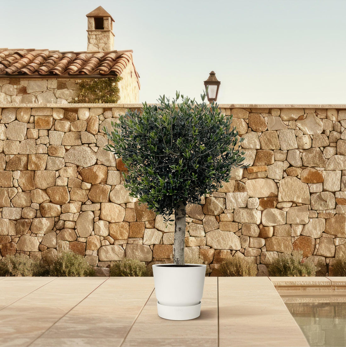 Olea europaea &