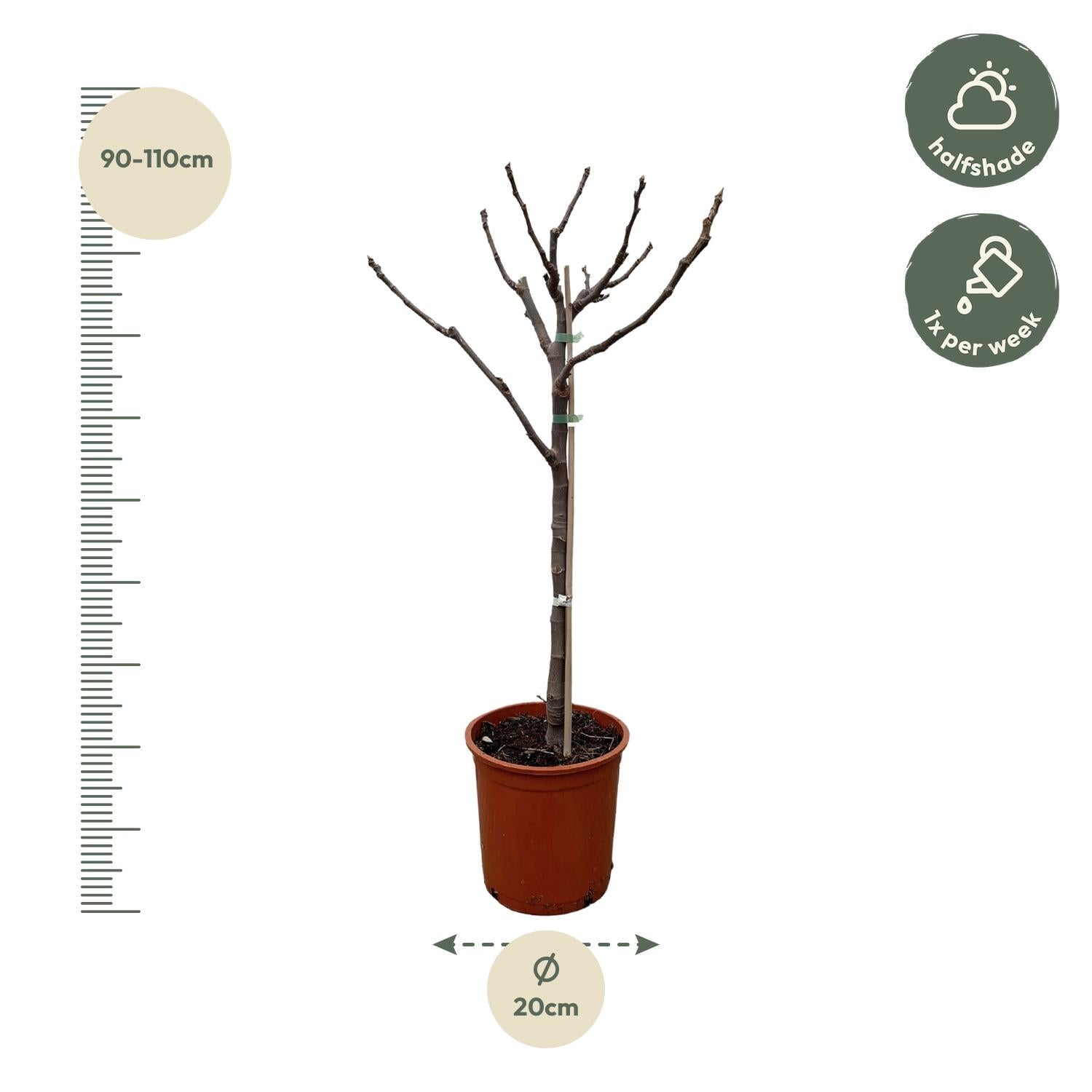Ficus Carica – Echter Feigenbaum für Garten &amp; Terrasse