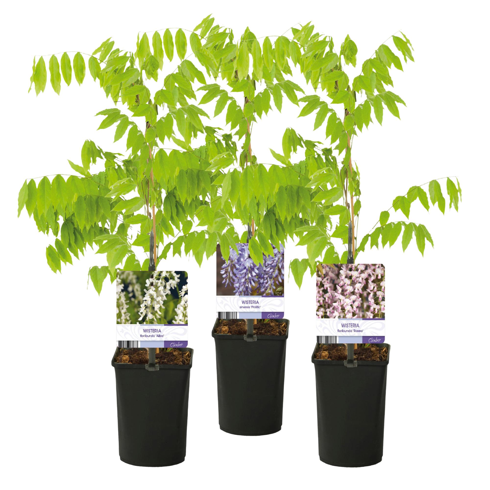Blauregen Wisteria floribunda Tricolour | 3 Pflanzen Blau, Rosa &amp; Weiß – Kletterpflanze