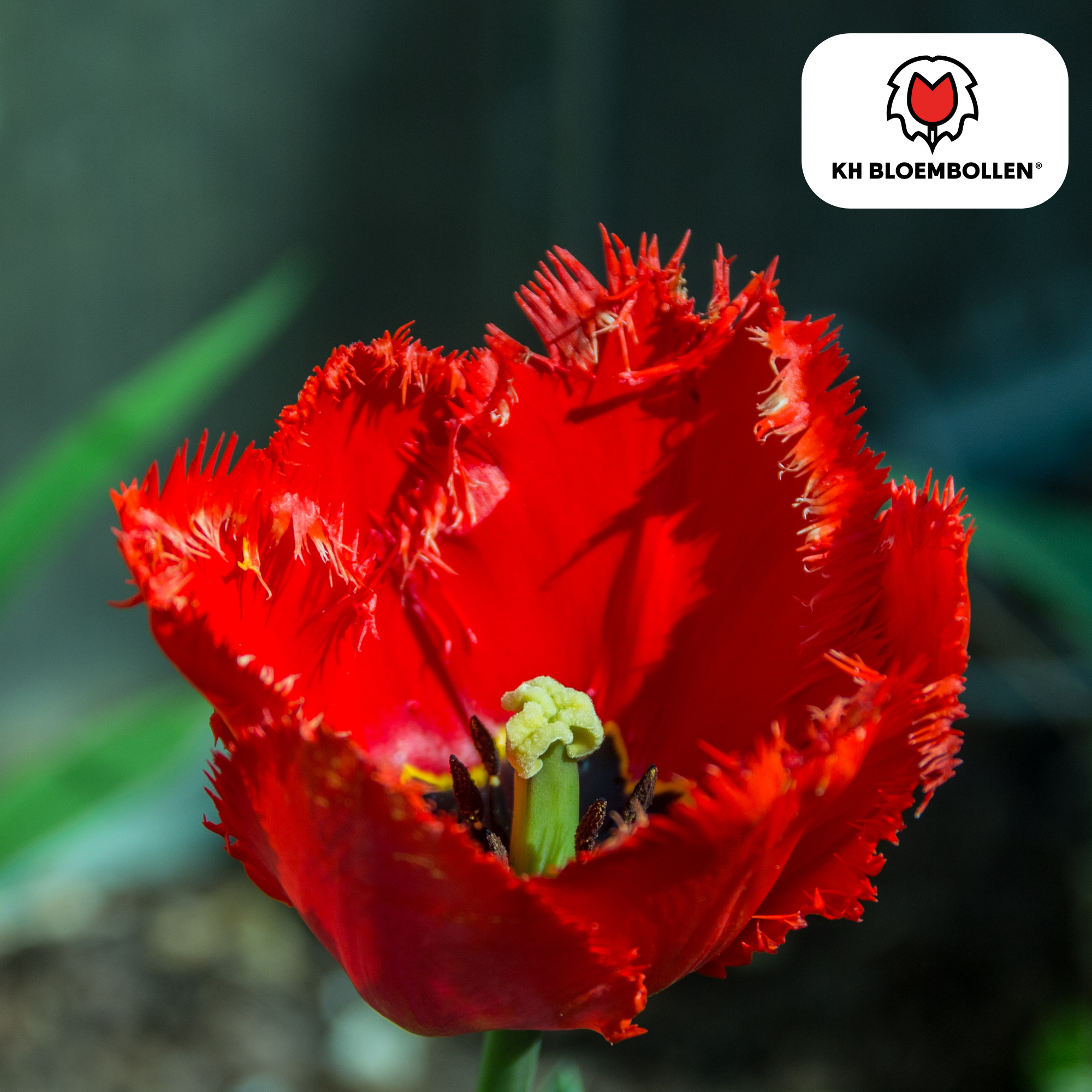 Tulpenzwiebeln Masterpeace – 20er-Pack | Intensiv &amp; edel