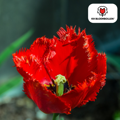 Tulpenzwiebeln Masterpeace – 20er-Pack | Intensiv &amp; edel