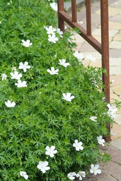 24x Geranium sanguineum ‘Album’ – Weißblühender Storchschnabel – Höhe 10–25 cm – Ø 9 cm Topf
