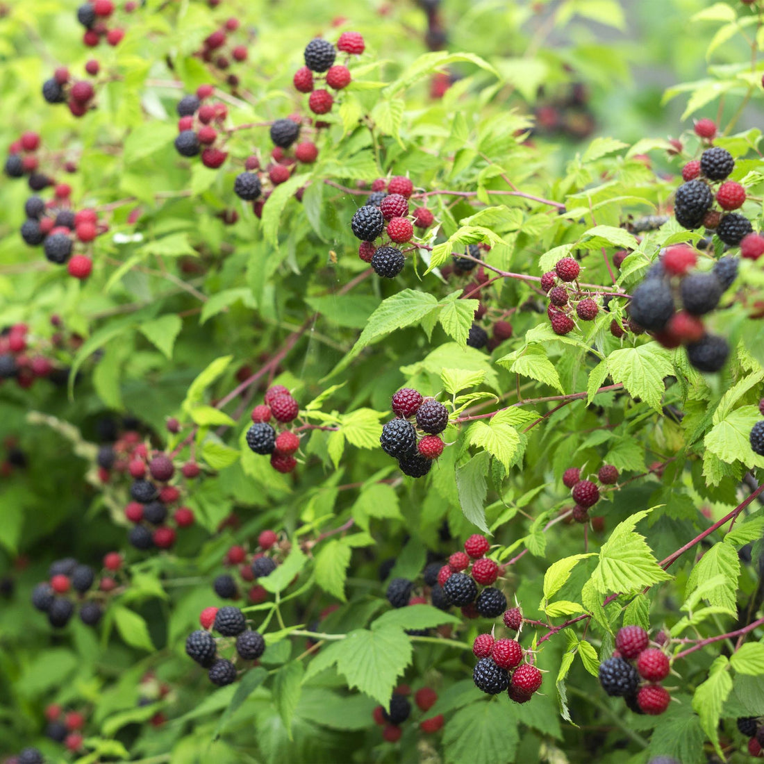 Brombeere - Rubus Black Satin - Schwarze Brombeere - Dornenlos - 2 Pflanzen - Topf 11cm Höhe 40cm