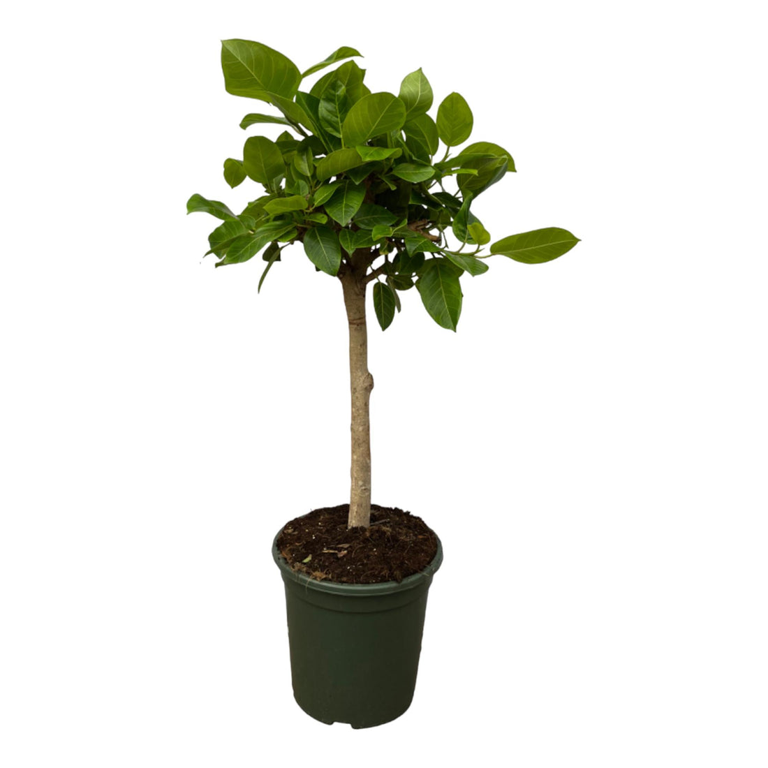 Ficus Altissimo Variegata – Exotische Zimmerpflanze mit Muster