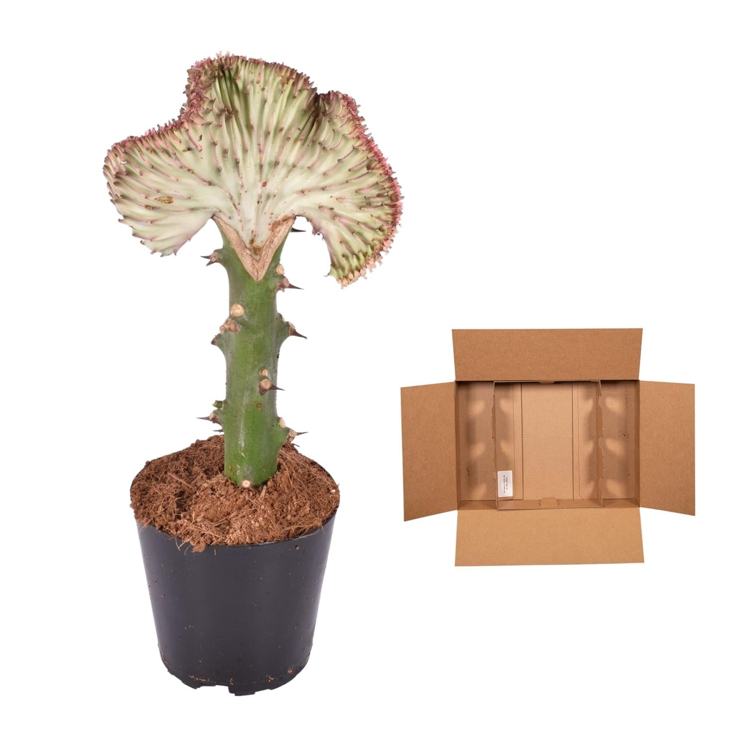 Euphorbia lactea Cristata rot - 35 cm - ø12