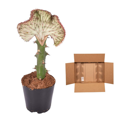 Euphorbia lactea Cristata rot - 35 cm - ø12