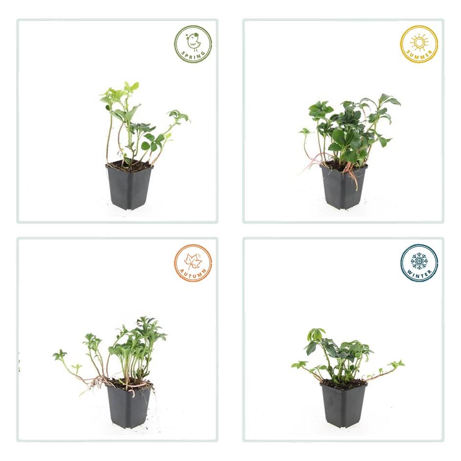 Pachysandra terminalis ‘Green Sheen’ – 24 Pflanzen, Ø 9 cm Topf, ↕ 10–25 cm – Immergrüner Bodendecker für Schattenlagen