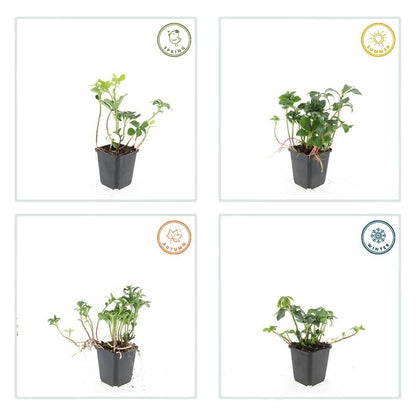 Pachysandra terminalis ‘Green Sheen’ – 24 Pflanzen, Ø 9 cm Topf, ↕ 10–25 cm – Immergrüner Bodendecker für Schattenlagen