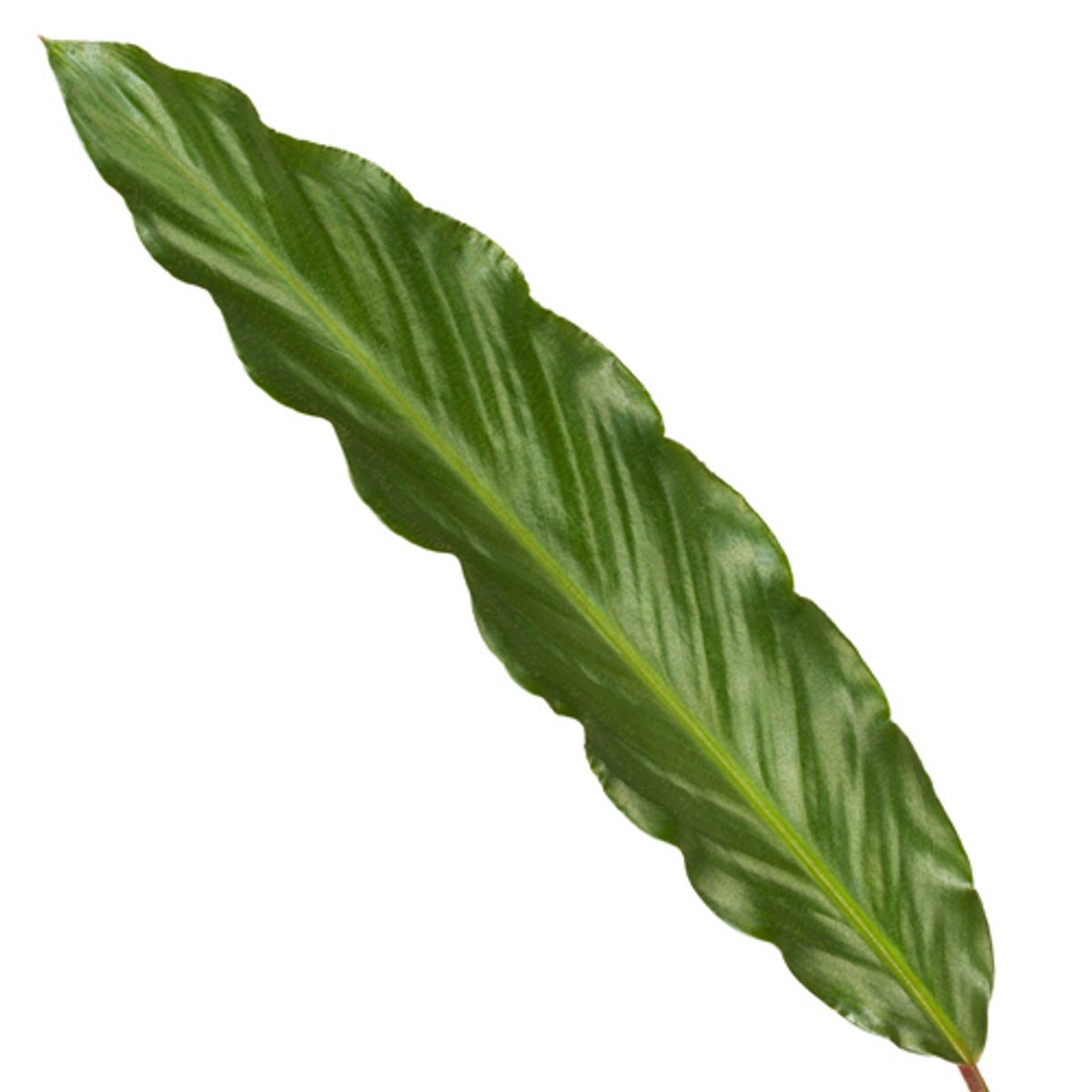 Calathea ‘Wavestar’ 80 cm | Korbmarante im Ø19 cm Topf – Pflegeleicht &amp; Haustierfreundlich