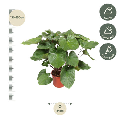 Homalomena Rubescens Maggy - 130 cm - ø34