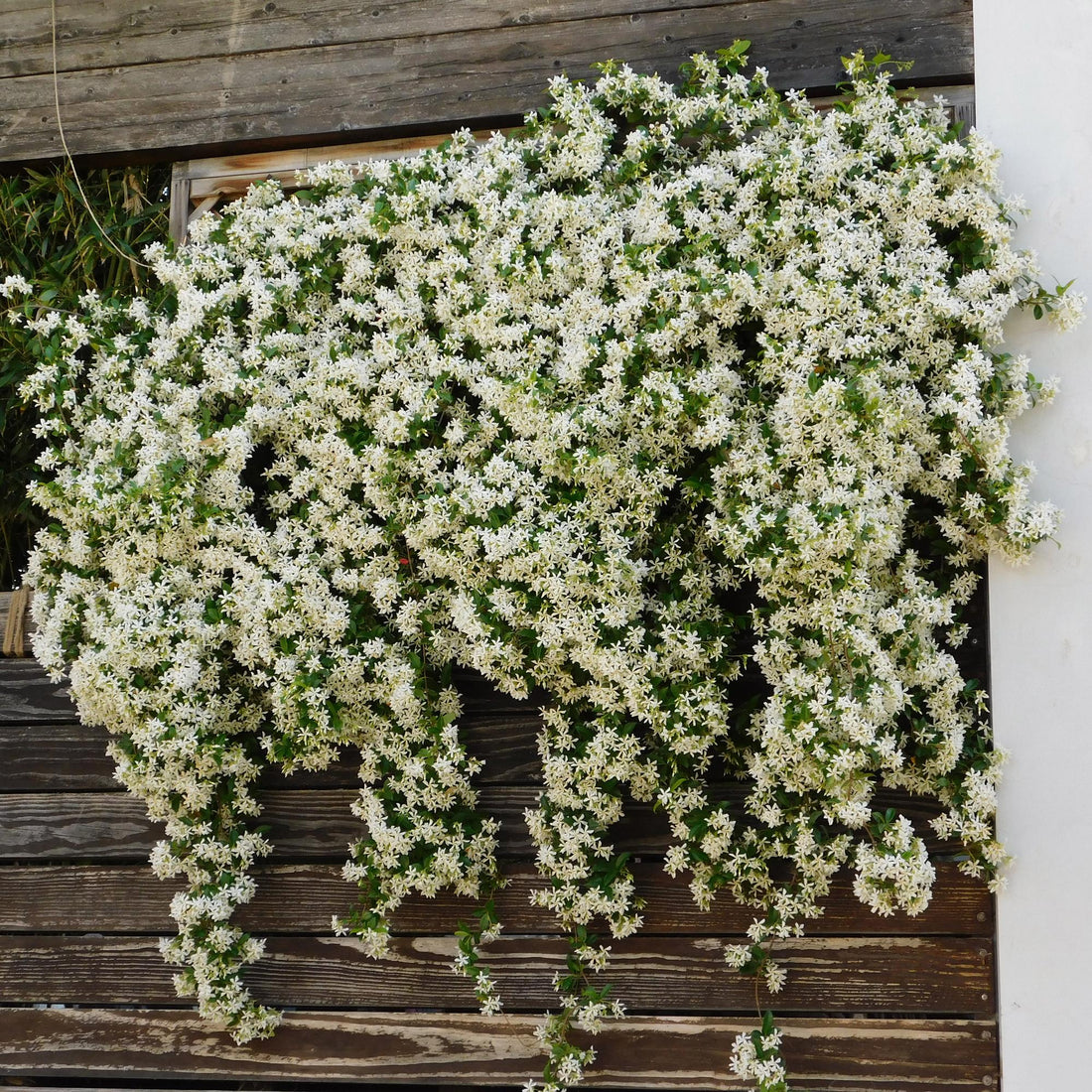 Toskanischer Jasmin - Trachelospermum jasminoides - Blüte Weiß - Immergrün - 2 Pflanzen - Topf 11cm Höhe 40cm