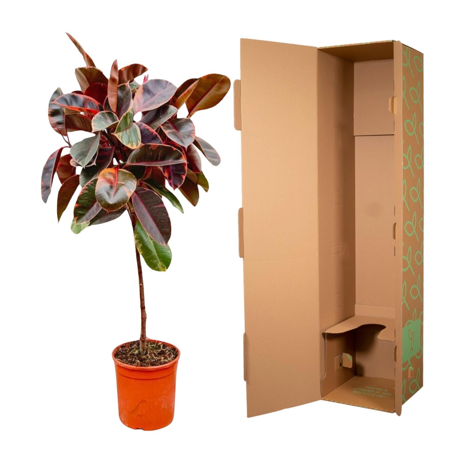 Ficus Elastica Robusta – Eleganter Gummibaum auf Stamm