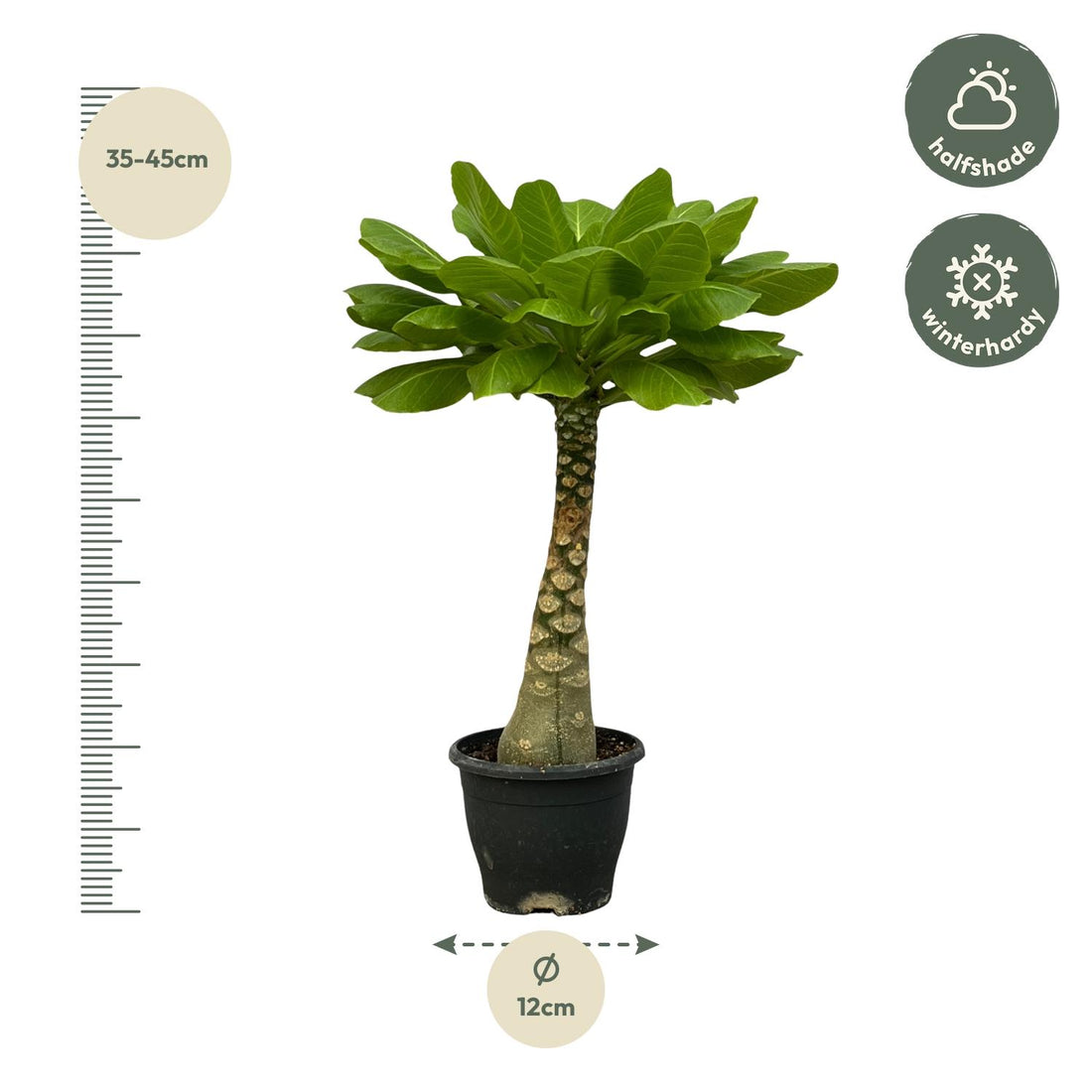 Hawaii-Palme Birghamia Insignis - 25 cm - Ø12cm