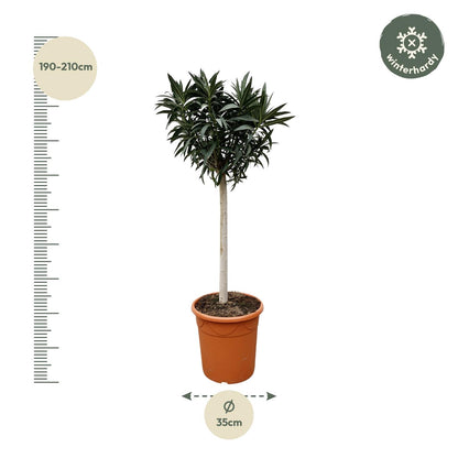 Oleander Hochstamm – Nerium Oleander – ca. 200 cm – Ø35 cm Topf – Mediterraner XXL-Blickfang