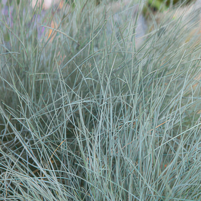 24x Festuca glauca ‘Elijah Bleu’ – Blauschwingel für Beete, Steingärten &amp; Rabatten – Höhe 10–25 cm – Ø 9 cm